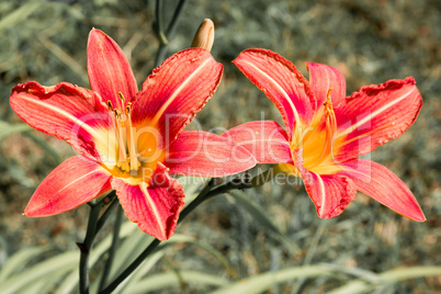 Two flowers of red lilys.