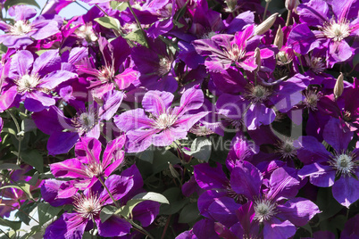 Violet clematis flowers.