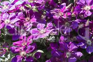 Violet clematis flowers.
