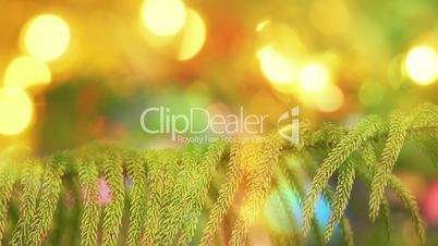 branch of fir tree and defocused christmas lights