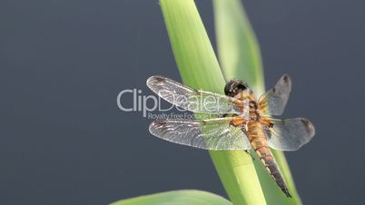 Dragonfly waiting, HD 1920х1080