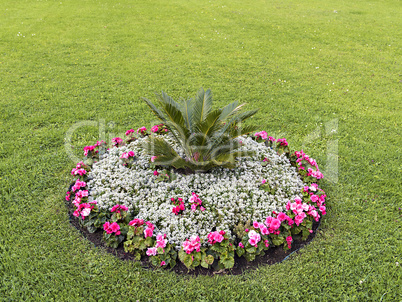 flowerbed with different colors in the middle of the lawn