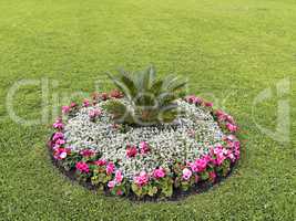 flowerbed with different colors in the middle of the lawn