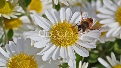 Bee collecting pollen, HD, 1920х1080