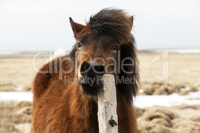 Brown Icelandic horse scratches on the fence