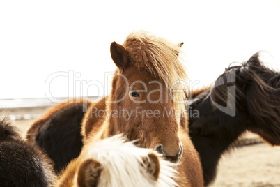 Portrait of an Icelandic pony with a brown mane