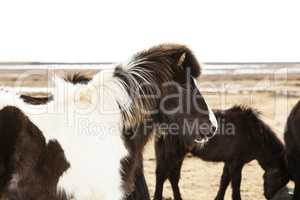 Portrait of a black and white Icelandic pony
