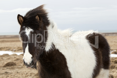 Portrait of a black and white Icelandic horse