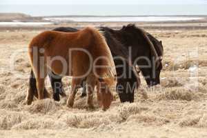 Herd of brown Icelandic horses on a meadow
