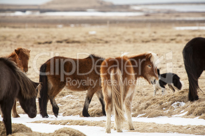 Icelandic horses on a meadow