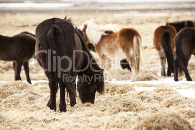 Herd of Icelandic ponies on a meadow in spring