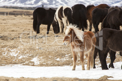 Herd of colorful Icelandic horses on a meadow