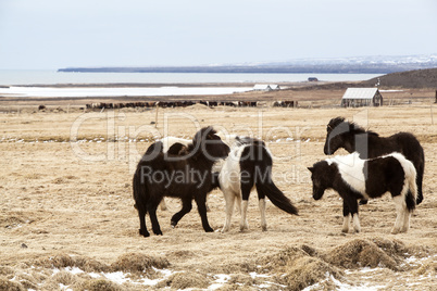 Herd of Icelandic horses