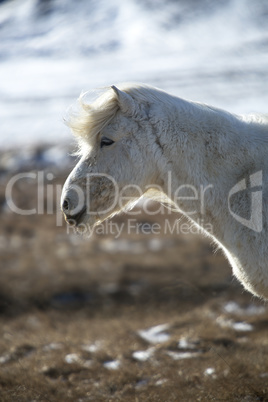 Portrait of a white Icelandic horse in spring