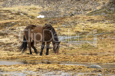 Wild Icelandic horse in spring
