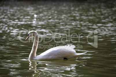 Swan at the lake