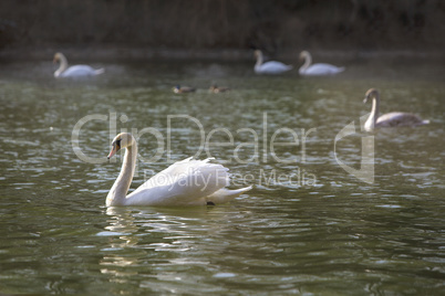 Group of swans at the lake