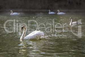 Group of swans at the lake