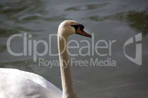 Closeup of a curious swan