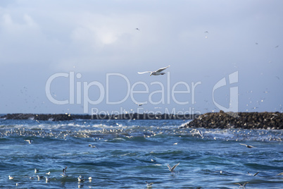 Gulls hunting for fish