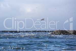 Gulls hunting for fish