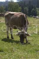 Ox in a a erd of cows on a meadow