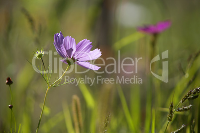 Wildflower meadow