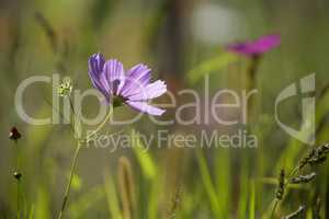 Wildflower meadow