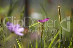 Wildflower meadow