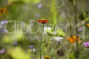 Wildflower meadow