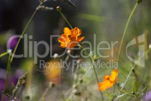 Wildflower meadow