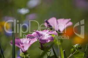 Wildflower meadow