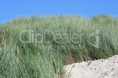 dune grass