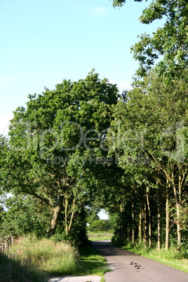 avenue of trees