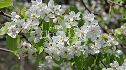 Flowering tree, HD 1920х1080
