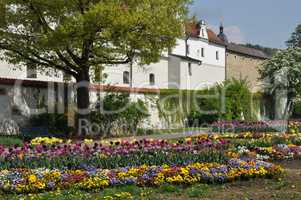 Tulpen am Zeughaus in Amberg