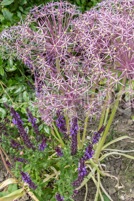 Allium Flower