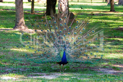 Pfau Vogel schön blau