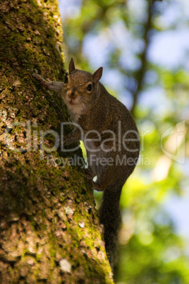 Eichhörnchen am Baum schaut in die Kamera