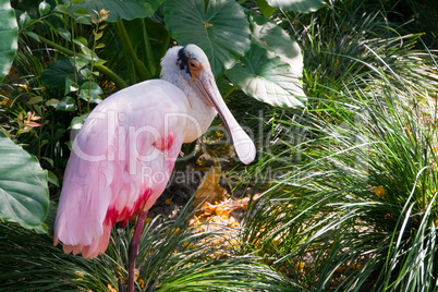 Roseate Spoonbill Rosalöffler Vogel