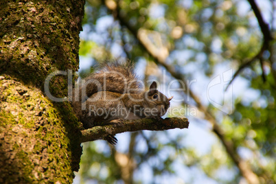 Eichhörnchen am Baum schaut in die Kamera