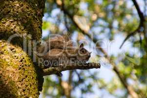 Eichhörnchen am Baum schaut in die Kamera