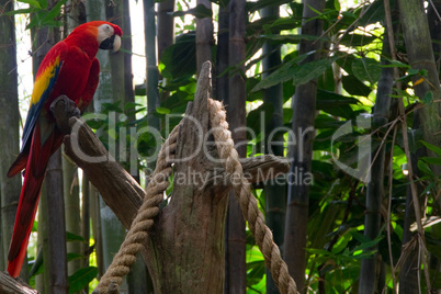 papagei Seil Dschungel
