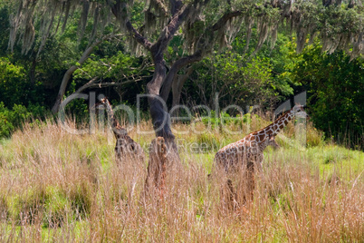 Giraffen Rudel Gruppe Wildnis Afrika Safari