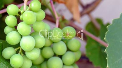 unripe green wine