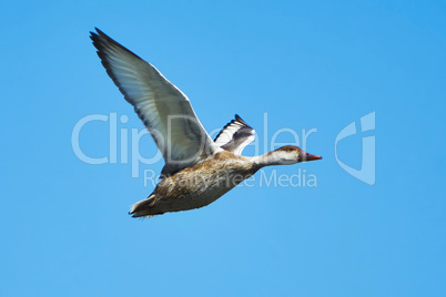 Duck in flight