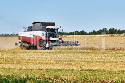 Harvesting wheat