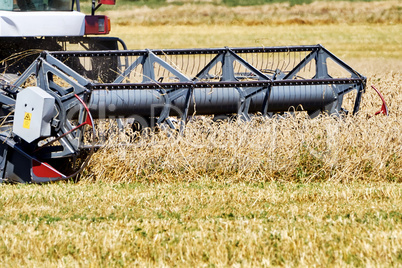 Harvesting wheat