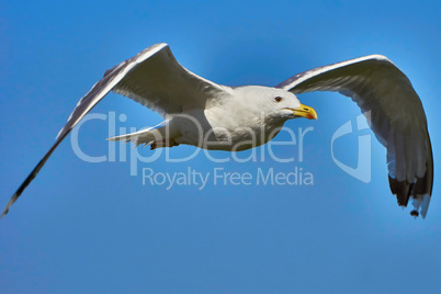 Seagull in flight