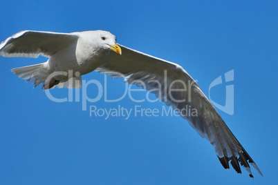 Seagull in flight